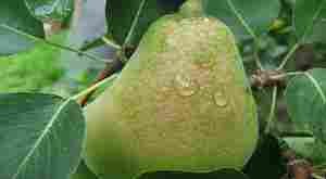 الكمثرى رائعة المذاق