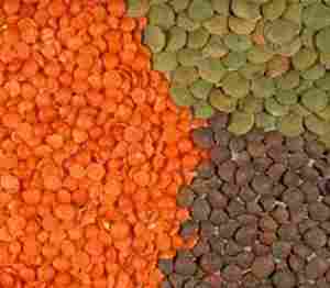 العدس بانواعه المختلفة