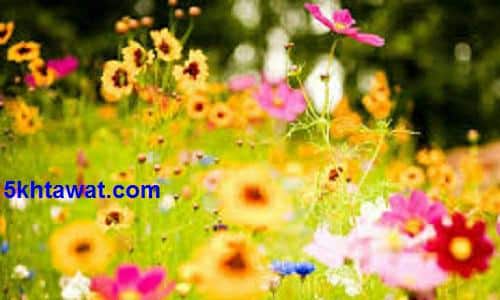 طرق الحفاظ علي باقات الزهور والورد في البيت لاطول فترة ممكنة