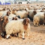 أسعار أضاحي العيد في مصر 2019 سعر كيلو الخروف القائم والعجول والجمال