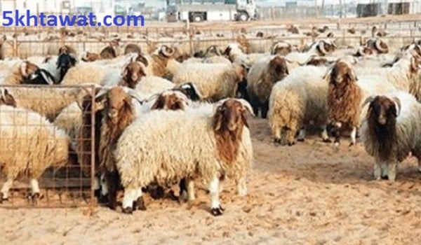 أسعار صكوك الأضحية في الجمعيات الخيرية 2026 بالتقسيط وسعر خروف العيد من وزارة التموين